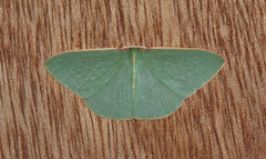 Chlorocoma assimilis
