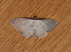 Chrysolarentia microcyma