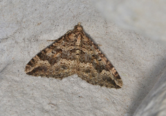 Epyaxa agelasta