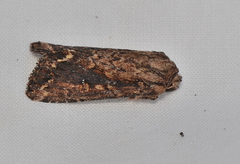 Dasygaster ligniplena