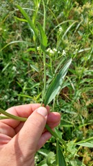 Baccharis vulneraria