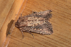 Dasygaster ligniplena