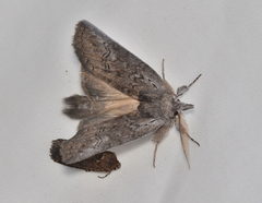 Hobartina amblyiodes