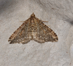Epyaxa agelasta