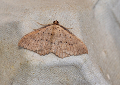 Chrysolarentia microcyma