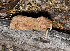 Proteuxoa senta