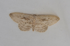 Scopula megalocentra