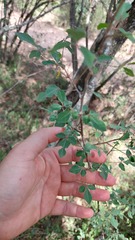 Jacaratia corumbensis