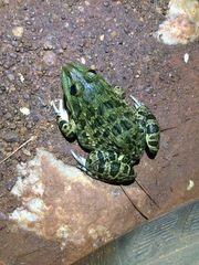 Hoplobatrachus crassus