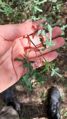 Jacaratia corumbensis