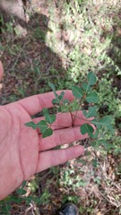 Jacaratia corumbensis