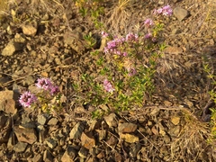 Thymus punctulosus