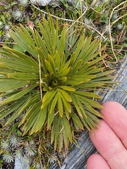 Aciphylla lecomtei