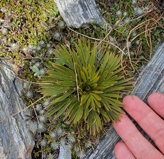 Aciphylla lecomtei