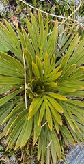 Aciphylla lecomtei
