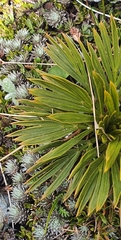 Aciphylla lecomtei