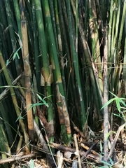Bambusa pachinensis