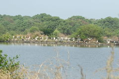 Mycteria leucocephala