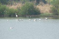 Phoenicopterus roseus