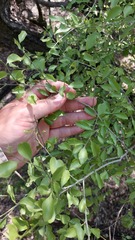 Schaefferia argentinensis