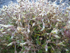 Cerastium nigrescens arcticum
