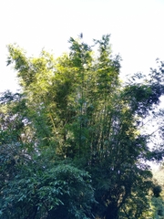 Bambusa pachinensis