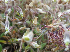Cerastium nigrescens arcticum