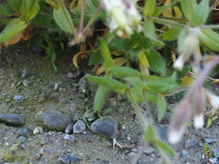 Cerastium nigrescens arcticum