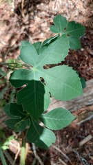 Jatropha grossidentata