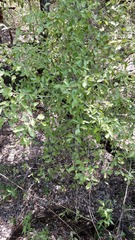 Schaefferia argentinensis