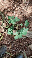 Jatropha grossidentata