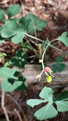 Jatropha grossidentata