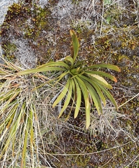 Aciphylla kirkii