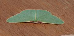 Chlorocoma assimilis