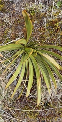 Aciphylla kirkii