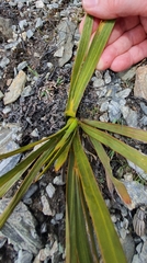 Aciphylla kirkii