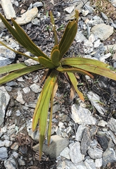 Aciphylla kirkii