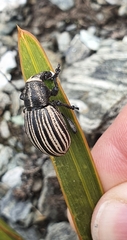 Aciphylla kirkii