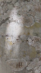 Libidibia paraguariensis