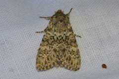 Polymixis flavicincta