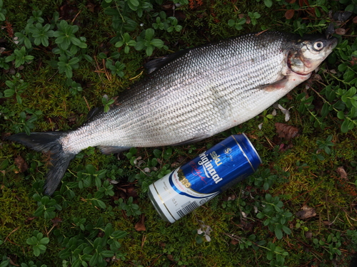 Common Whitefish