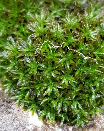 Image of Trichostomum brachydontium by (c) Helen Waterman, some rights reserved (CC BY)