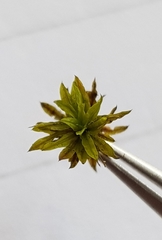 Trichostomum brachydontium