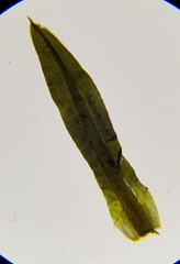 Trichostomum brachydontium