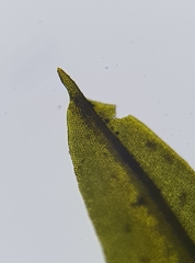Trichostomum brachydontium