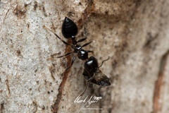 Crematogaster laeviceps