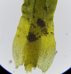 Trichostomum brachydontium