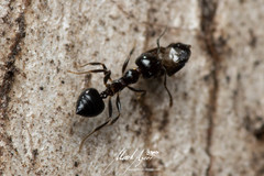 Crematogaster laeviceps