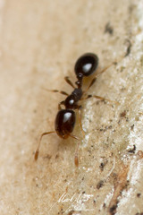 Monomorium sydneyense