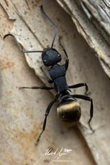 Polyrhachis euterpe